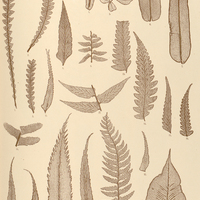 27. 1—3. Blechnum polypodioides. 4.5. Bl. gracile. 6. 7. Lomaria procera. 8. Asplenium firmum. 9…