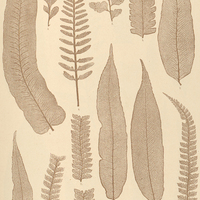 28. 1. 2. Asplenium celtidifolium. 3. A. angustatum 4. A. auritum. 5. A. pseudonitidum. 6. A…