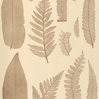 29. 1.2. Aspidium meniscioides. 3. 4. A. coriaceum. 5. 6. A. abbreviatum. 7. 8. Didymochlaena…