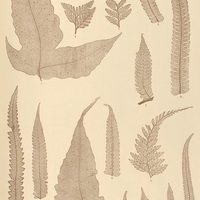 30. 1. 2. Aspidium trifoliatum. 3. Nephrodium conterminum. 4. 5. N. effusum. 6—8. N. molle. 9. 10…