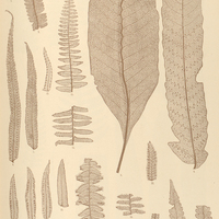 31. 1. Nephrodium triste. 2. N. lugubre. 3. N. plantagineum. 4. N. macrophyllum. 5. Oleandra nodosa…