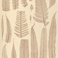 32. 1. Polypodium macropterum, var. connexum. 2. 3. P. macropterum, var. splendidum. 4—6. Aspidium…