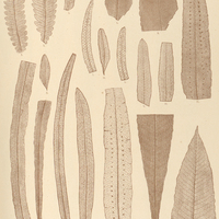 33. 1. 2 Polypodium tetragonum. 3. 4. P. Catharine. 5. 6. P. crenatum. 7—10. P. loriceum. 11. 12. P…