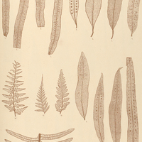35. 1—4. Polypodium brasiliense, var. attenuatum. 5—7. P. lycopodioides. 8—11. P. persicariaefolium…
