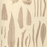 36. 1. Gymnogramma mynophylla. 2. G. chaerophylla. 3. 4. G. tomentosa. 5. G. diplazioides. 6…