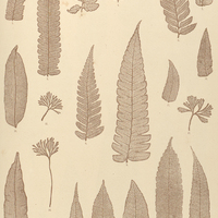38. 1. 2. Acrostichum caudatum, var. pubens. 3—5. A. osmundaceum. 6—9. A. caudatum. 10. 11. A…