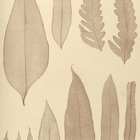 39. 1. 8. Acrostichum cervinum. 3. 4. A. alienum. 5—7. A. sorbifolium. 9. A. nicotianaefolium. 10…