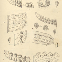 40. I. Cyathea a. arborea, b. Schanschin. – II. Hemitelia (Euhemitelia) grandifolia ; III. …