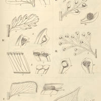41. Davallia I. (Odontoloma) Parkeri ; II. (Loxoscaphe) thecifera ; III. (Stenoloma) bifida, IV. …