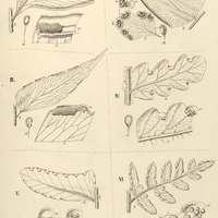 42. I. Lindsaya (Schizoloma) macrophylla. – II. Adiantem (Euadiantum) a. macrophyllum, b. cuneatum …