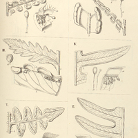 43. I. Cheilanthes. (Physapteris) Regnelliana. – II. Cassebeera gleichenioides. – III. Pellæa…