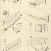 44. Pteris I. (Doryopteris) pedata ; II. (Litobrochia) aculeata. – III. Lomaria capensis. – IV…