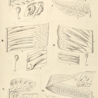 45. Asplenium I. (Athyrium) decurtatum ; II. (Diplazium) a. celtidifolium, b. Shepherdi ; III. …