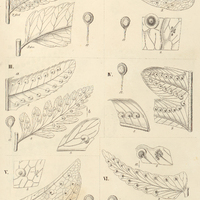 46. Aspidium I. (Cyrtomium) abbreviatum ; II. (Euaspidium) trifoliatum. Nephrodium III. (Lastrea) a…