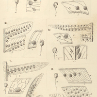 47. I. Oleandra nodosa. Polypodium II. (Euphegopteris) Tijuccanum ; III. (Goniopteris) androgynum…
