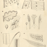 48. Polypodium I. (Campyloneuron) Phyllitidis ; II. (Phymatodes) a. crassifolium, b. persicaria…