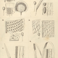 49. Gymnogramme I. (Eugymnogramme) a. rufa, b. reniformis ; II. (Selliguea) elongata. – III…