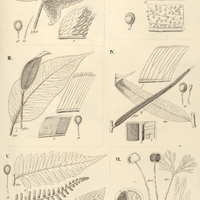 50. Hemionitis I. (Euhemionitis) palmata. – II. Antrophyum (Anetium) citrifolium. Acrostichum III. …