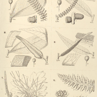 51. Acrostichum I. (Olfersia) cervinum ; II. (Soromanes) Caenopteris ; III. (Gymnopteris) alienum ;…
