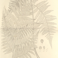 52. Hemitelia macrocarpa.