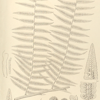 53. Alsophila elegans, var. crenata.