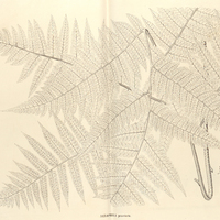54. Alsophila praecineta.