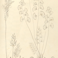 55. I. Adiantum lunulatum. – II. Pellaea Bongardiana.