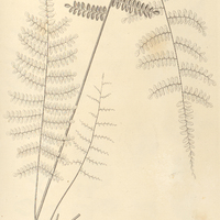 56. Cheilanthes (Adiantopsis) regularis