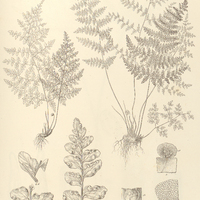 57. Cheilanthes flexuosa.