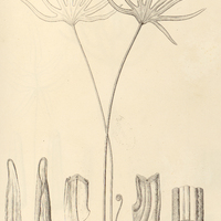 58. Pteris ornithopus.