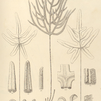 59. Pteris lomariacea.