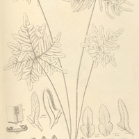 60. Pteris lomariacea, var. actinophylla.
