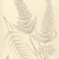 61. Asplenium Riedelianum.