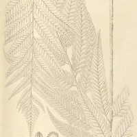 62. Aspidium abbreviatum.