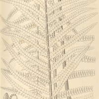 63. Polypodium (Phegopteris) rotundatum.