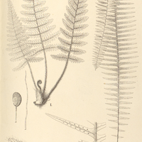 64. Polypodium I. (Euphegopteris) hirsutum II. (Eupolypodium) elasticum, var. Glaziovii.