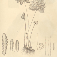66. Notholaena eriophora.