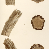 67. I. Cyathea Schanschin. H. Hemitelia setosa. III. Alsophila Taenitis.