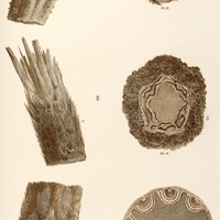 68. Alsophila I. Miersii, II. leucolepis, III. phalerata.