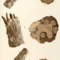 69. Alsophila I. armata, II. pruinata, III. ferox.