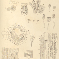 71. Evolutio et anlysis equisetorium. Fig. 1-14. 18.E . arvense. Fig 19. E. limosum, Fig. 15-17. 20…