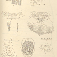 72. Analysis equisetorum. Fig 1. 2. E. Bogotense Fig 3-8. E. xylochaetum Fig. 9-14. E. ramosissimum.