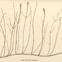 73. Equisetum Bogotense.
