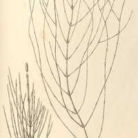 74. Equisetum Bogotense, I. normale, II. var. flagelliferum.