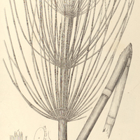 75. Equisetum Martii.