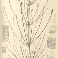 76. Equisetum giganteum