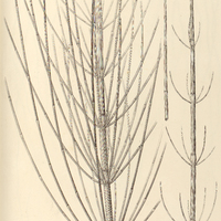 77. Equisetum I. pyramidale, II. ramosissimum.
