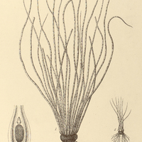 79. Fig. 1-4. Isoëtes Gardneriana ; Fig. 5.-6. I. Amazonica.