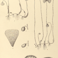 80. Fig. 6-8. Marsilia deflexa. ; Fig. 6-8. M. deflexa.