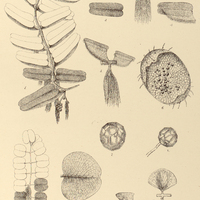 81. Fig. 1-8. Salvinia oblongifolia ; Fig. 9-10. S. auriculata